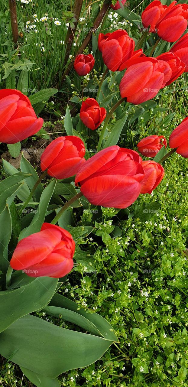 tulips in the garden
