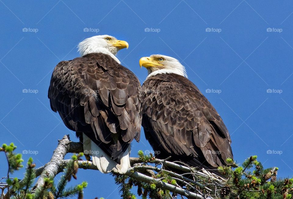 Eagles everywhere in Anacortes, Washington