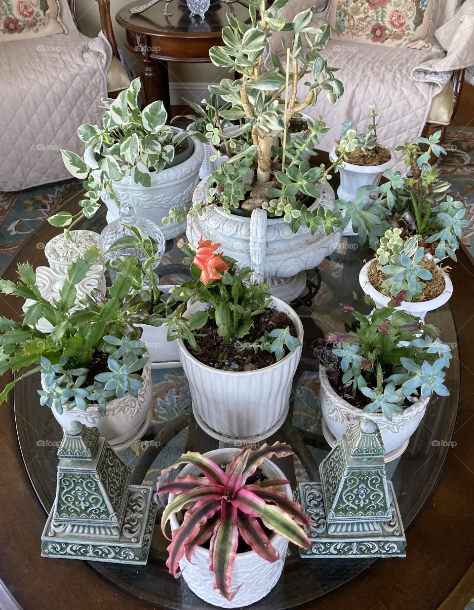 Succulent houseplants 
