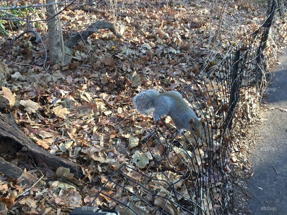 Squirrel in central park - Christmas 2017