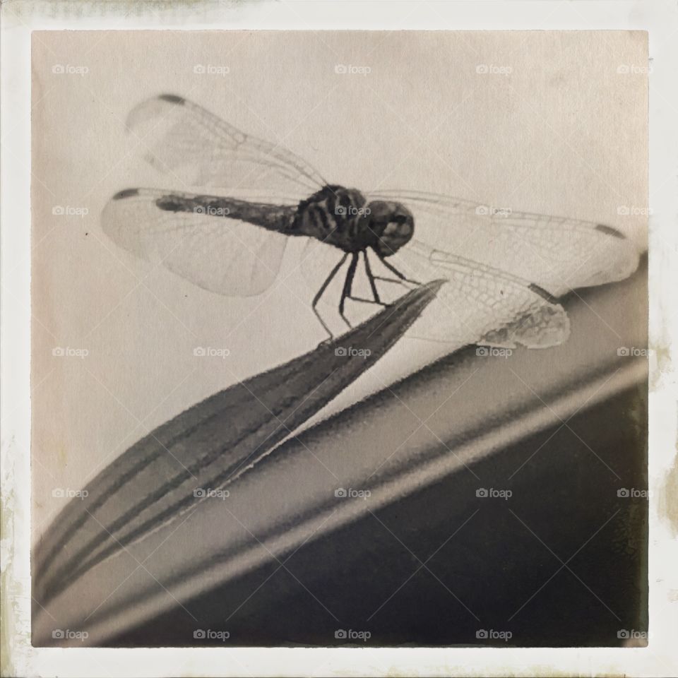 Sepia dragonfly 