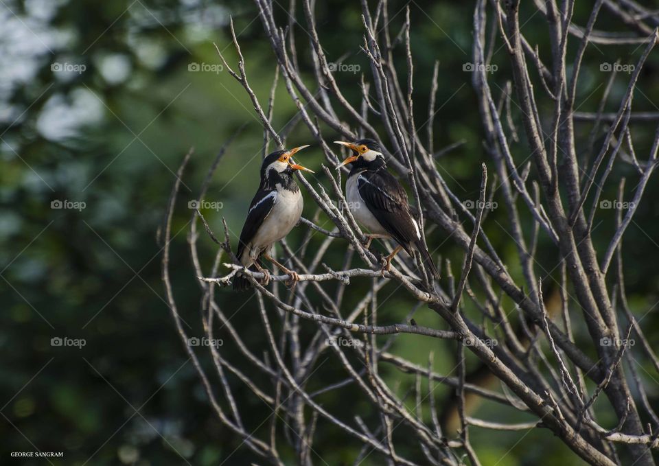 bird couple