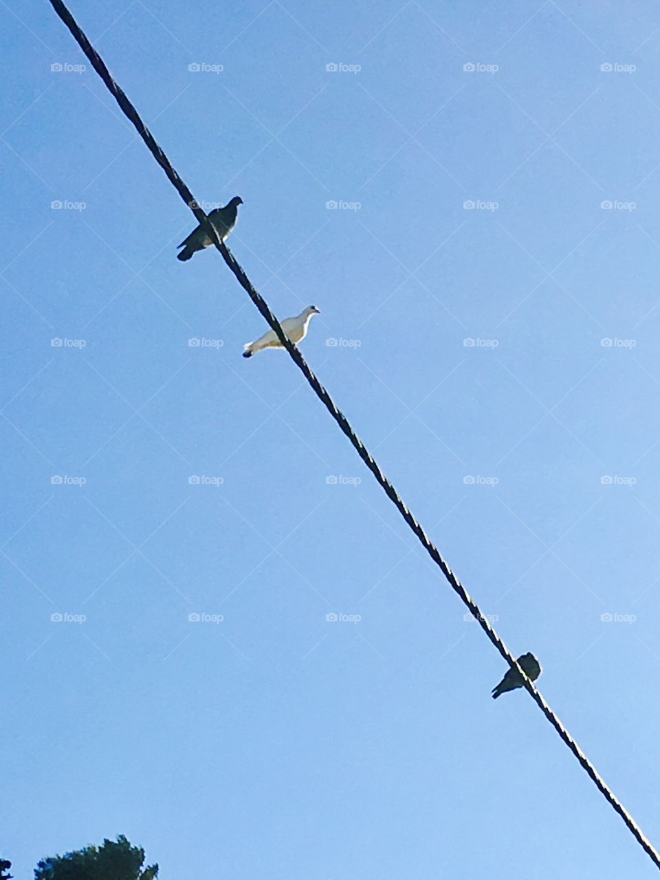 Birds on the wire 