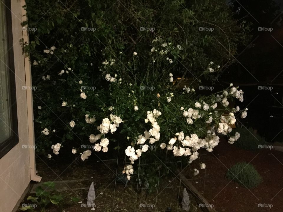 White roses 