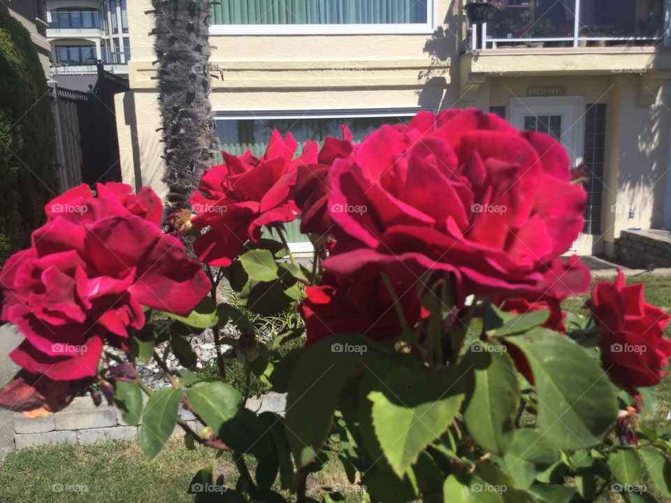 Red Roses in a Garden 