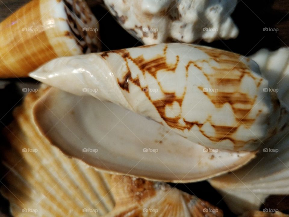 Close shell