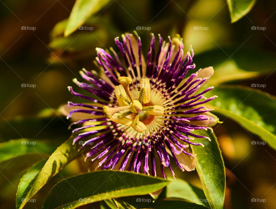 Purple passion flower  - sunlight