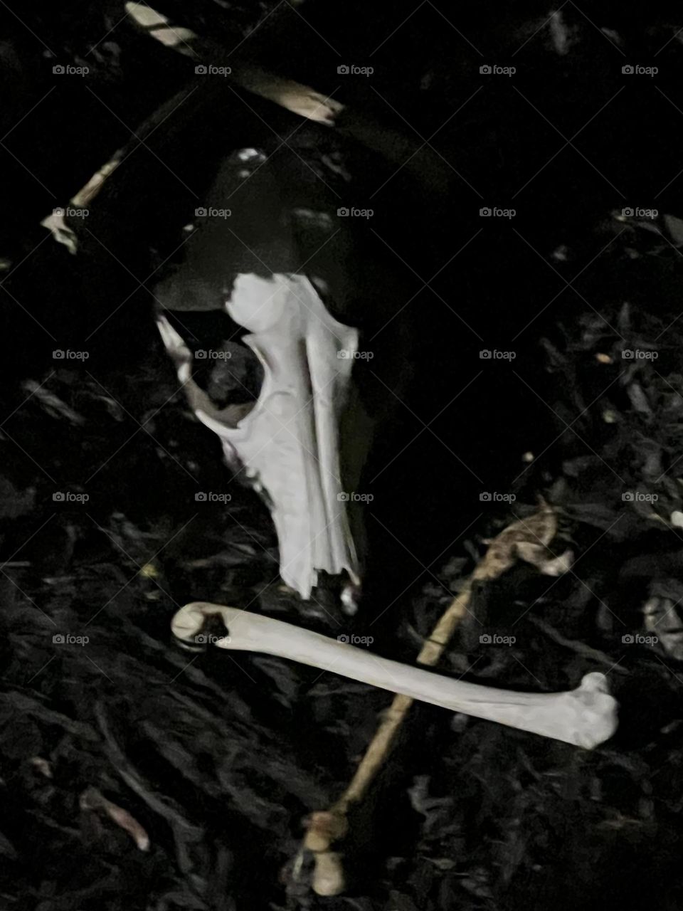 Skull and crossbones 