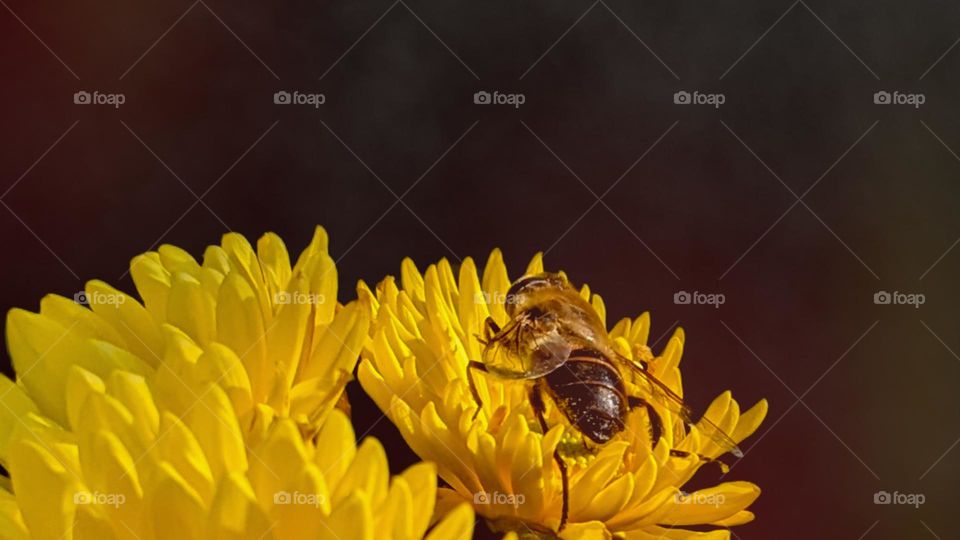 bee on a yellow flower
