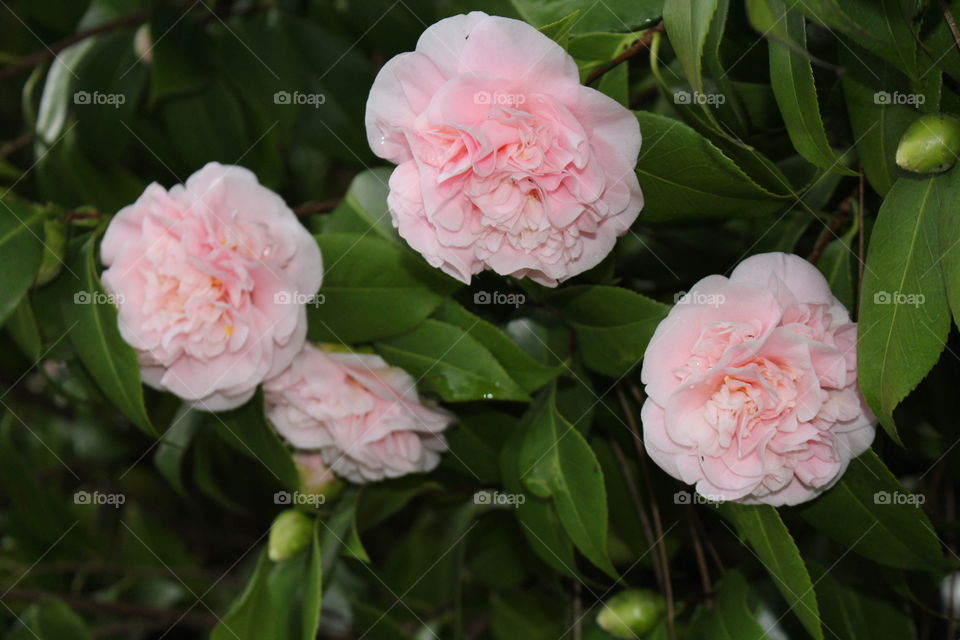 quad pink camellia