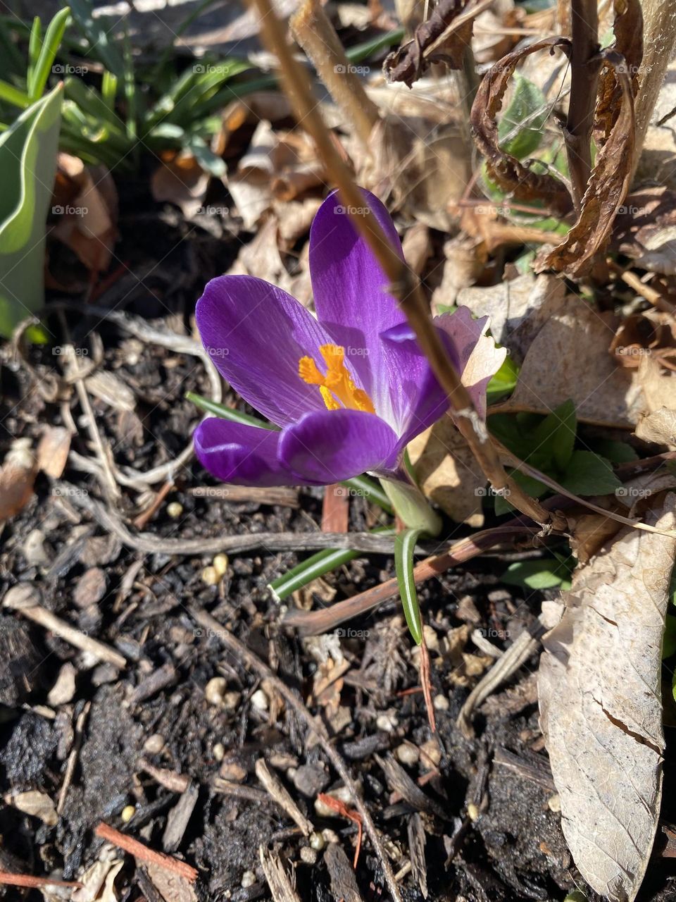 Spring Flowers