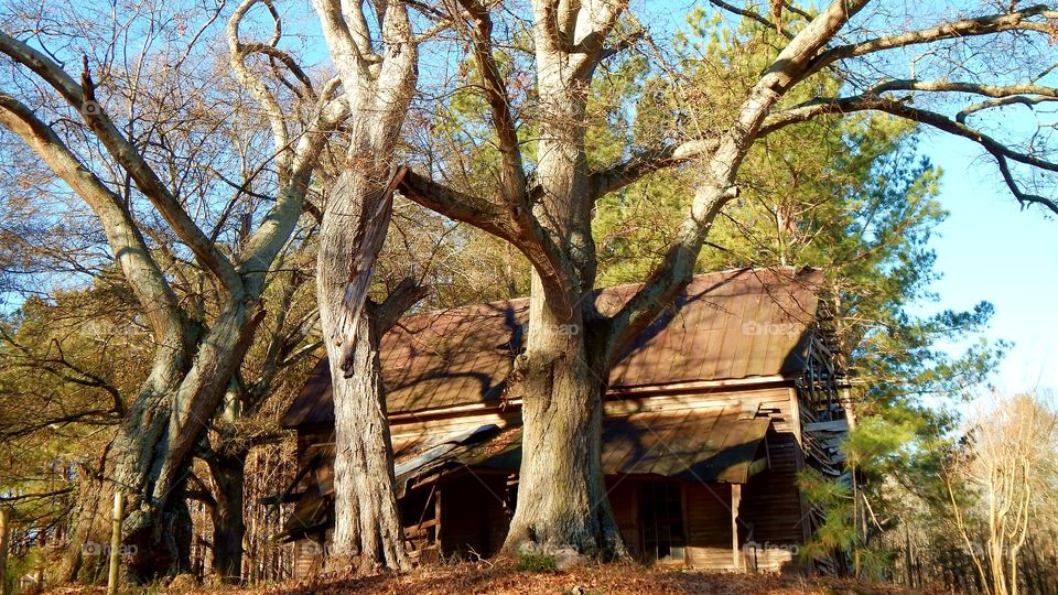 ancient giant trees, towering in front of an old abandoned home in Georgia