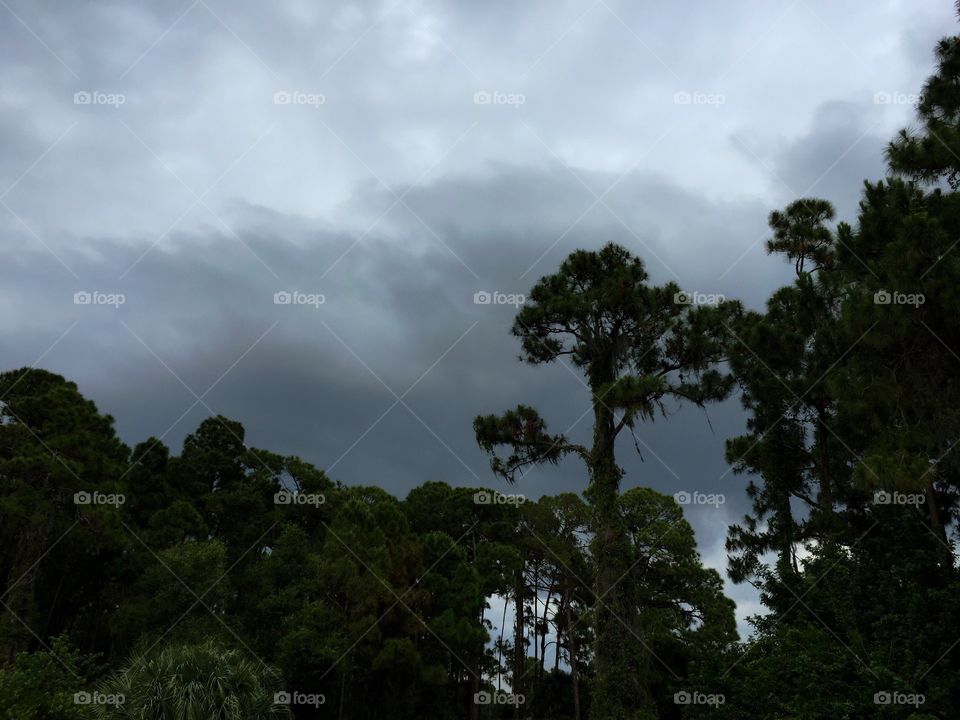 Low angle view of forest