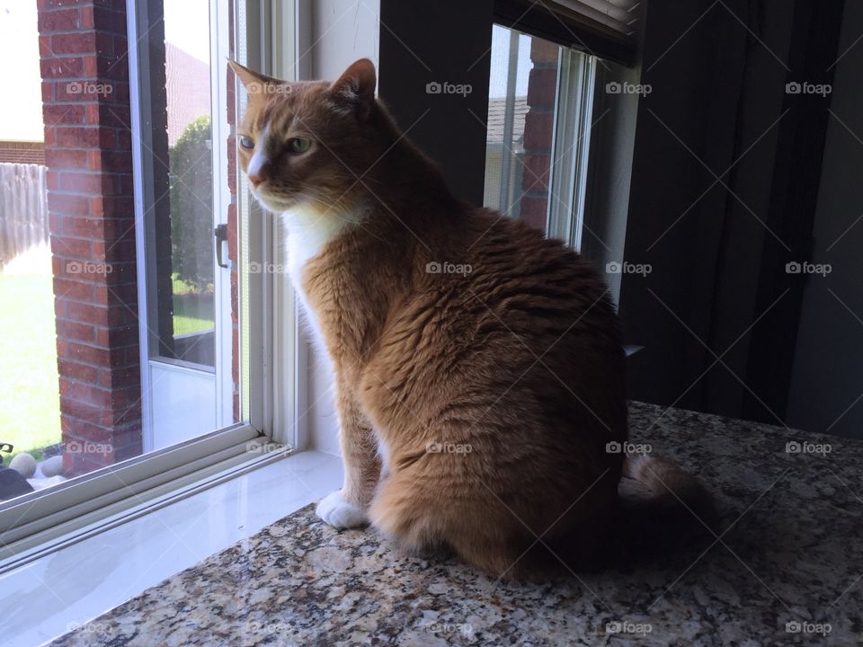 Orange tabby looking out window 