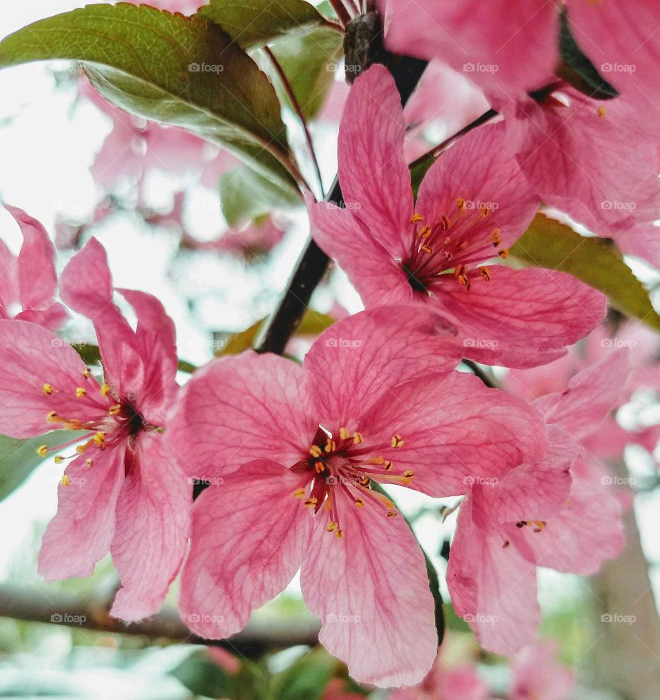 Blooming pink blossoms on a cloudy spring day