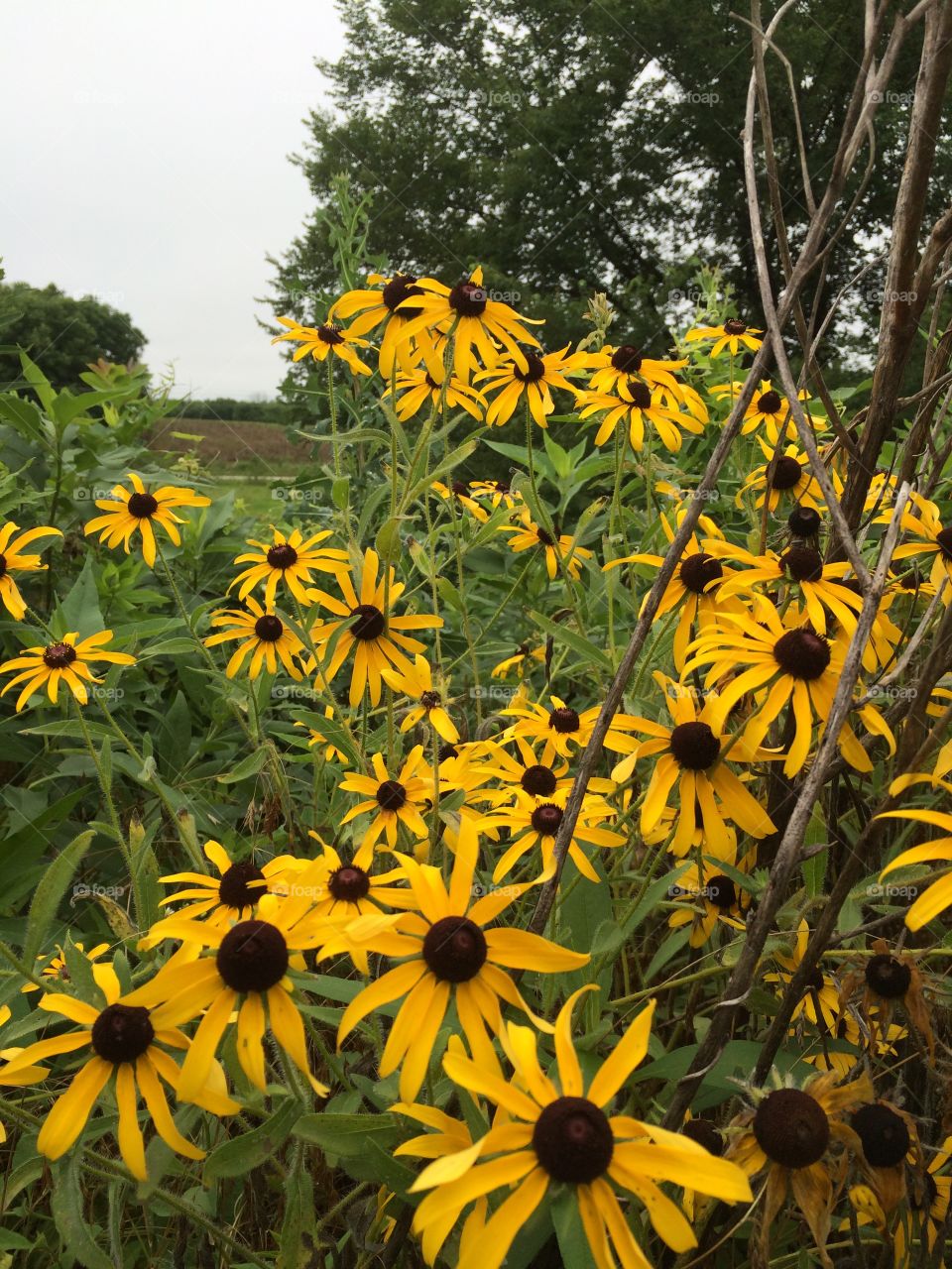 Black eyed susan flower field