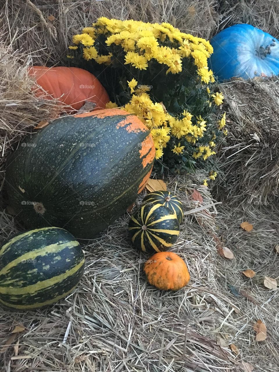 Pumpkins 