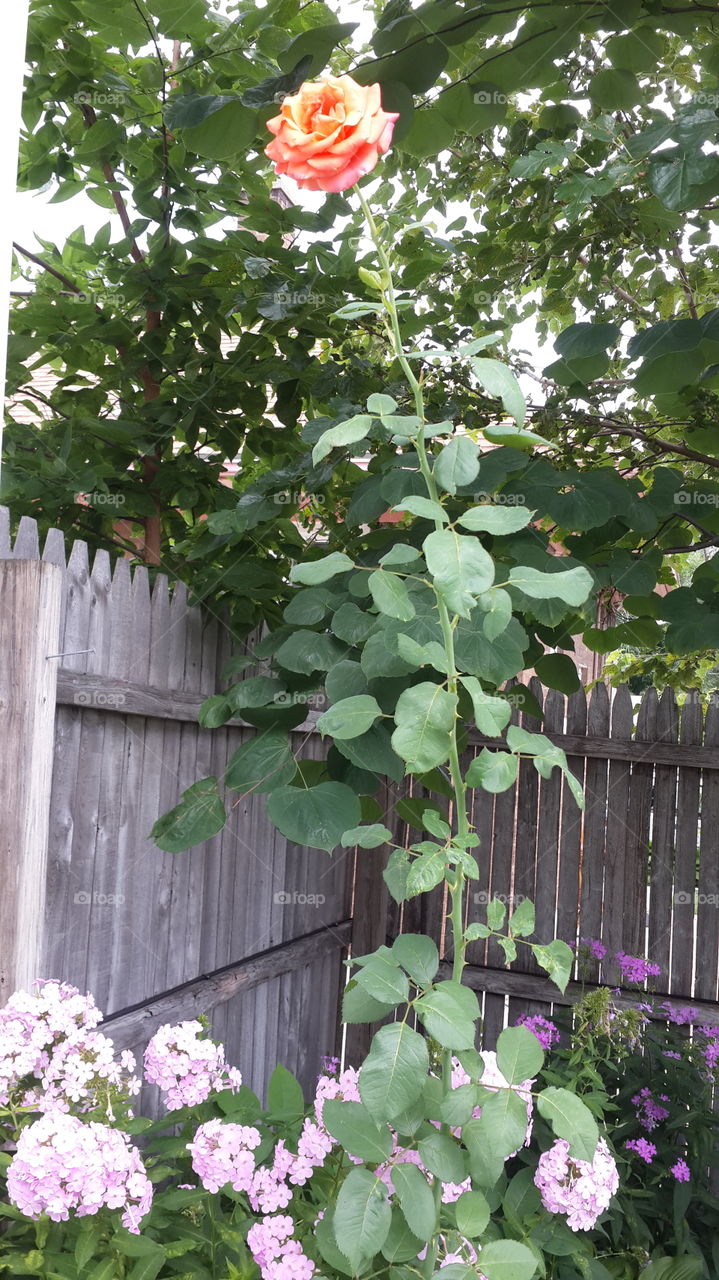 Rose growing tall