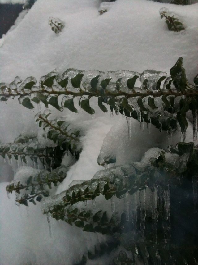 Ice storm 