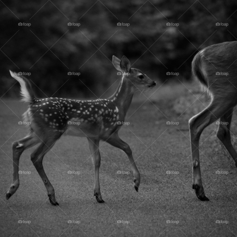 Black and White Fawn prancing behind mom
