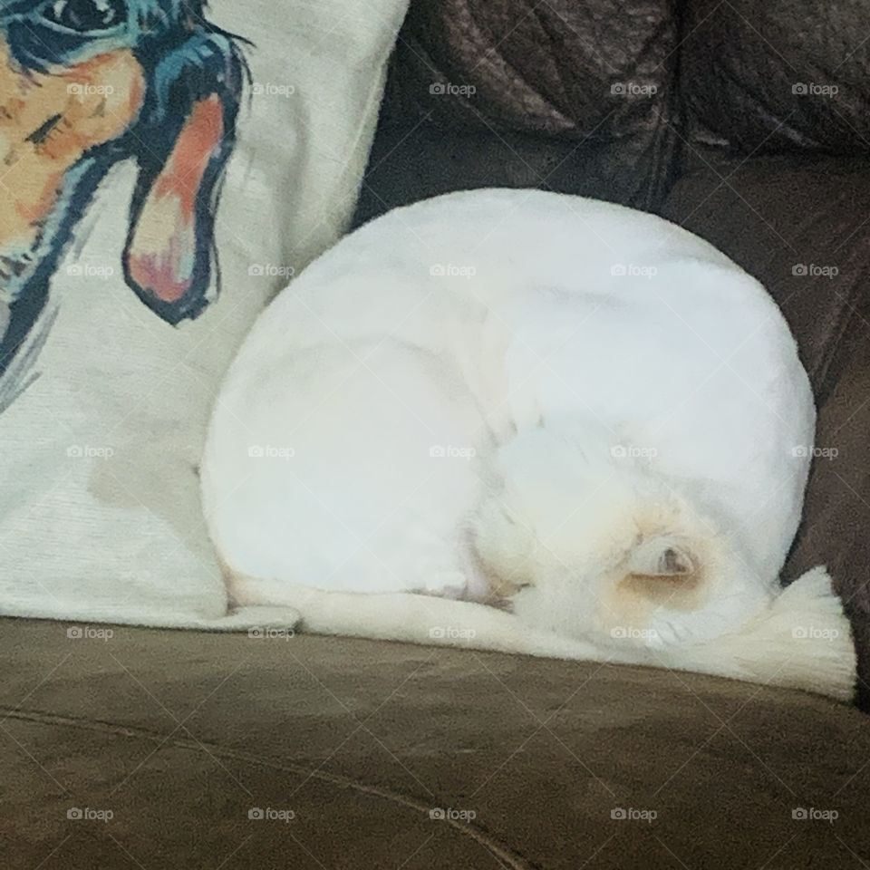 Here’s Rockie; my beautiful Himalayan cat 