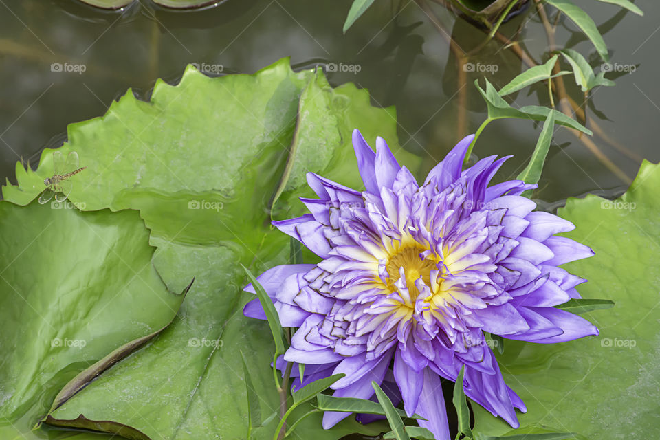 The beauty of the Purple Lotus Bloom in ponds and The dragonfly on the leaf.