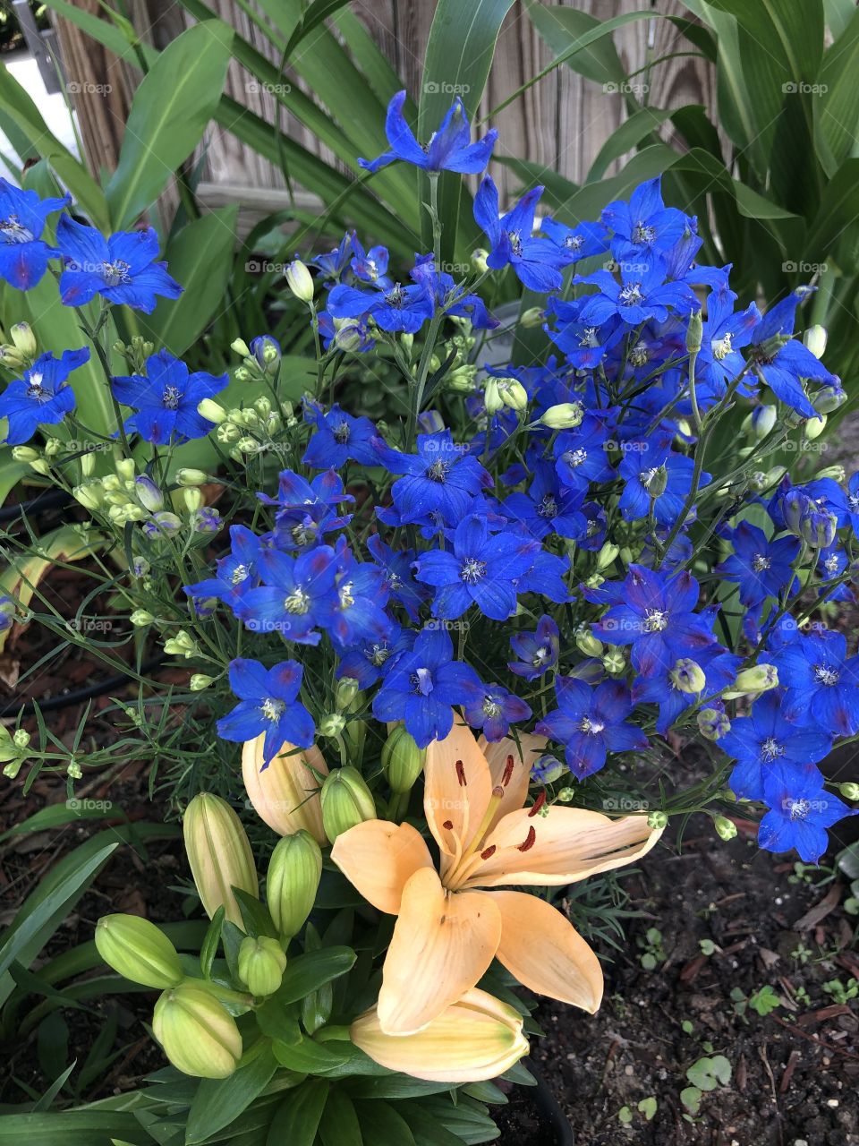 Beautiful brilliant blue flowers and peach colored lilies in my garden to feast your gaze on. 