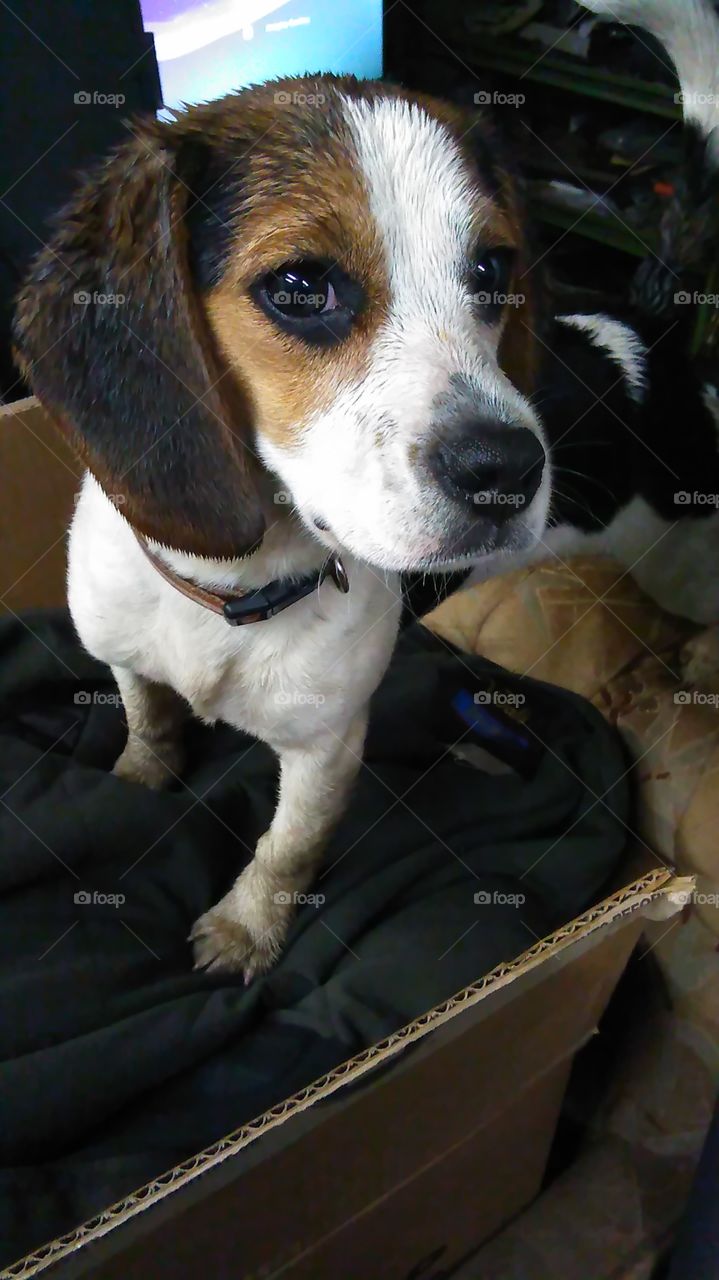 She is wet from playing in the rain