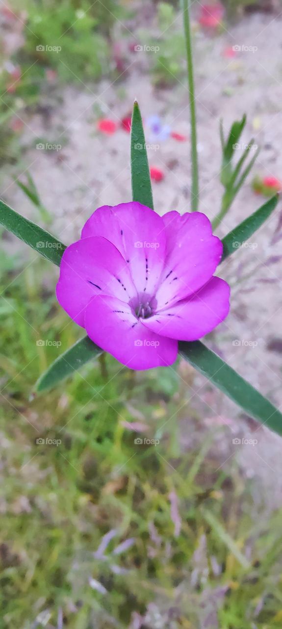 Pretty flower