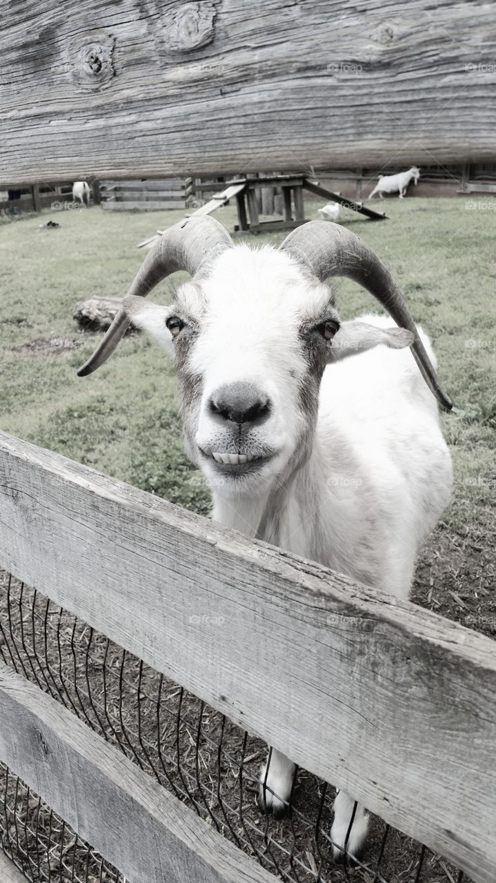 Smiling Goat @ Maymont Park in Richmond, Virginia USA
