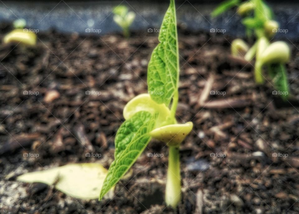 A leaf sprouting from a plant seedling in a container garden