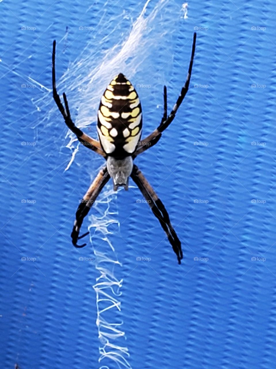 Argiope aurantia is also known as the writing spider due to the trademark vertical zig-zag pattern in their webs.