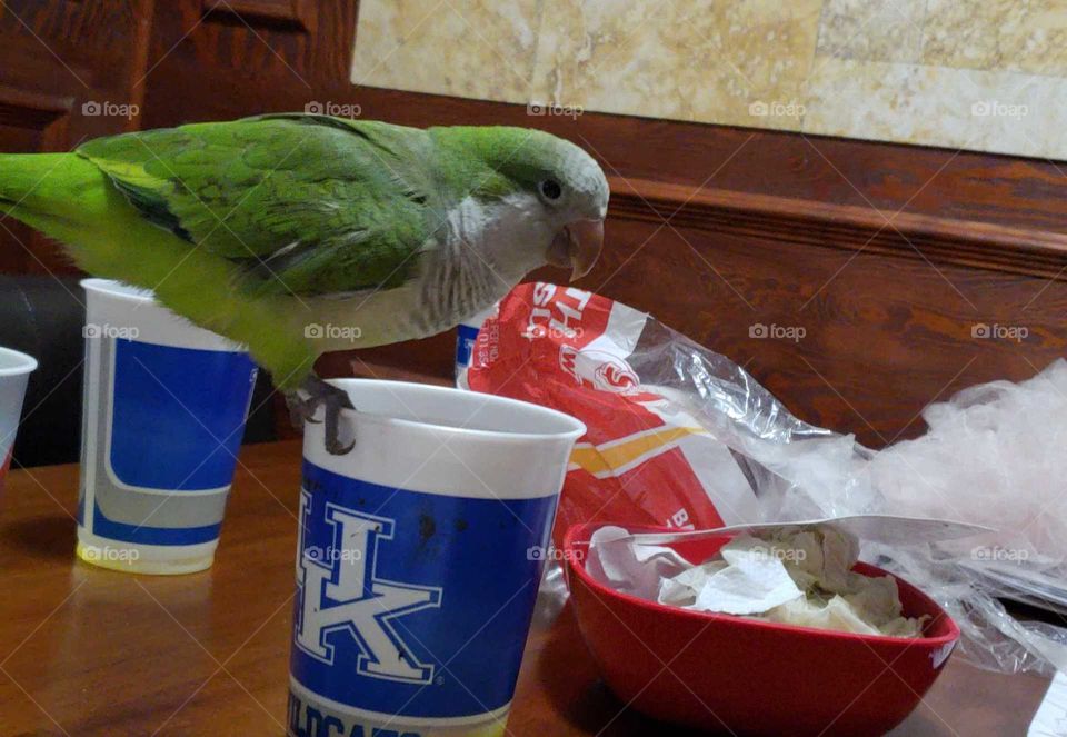 Quaker Parrot Kentucky happy drinking basketball