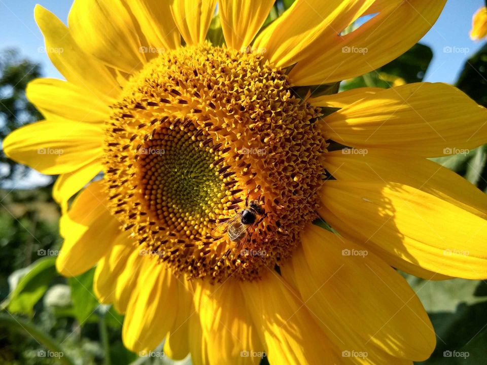 sunflower bee