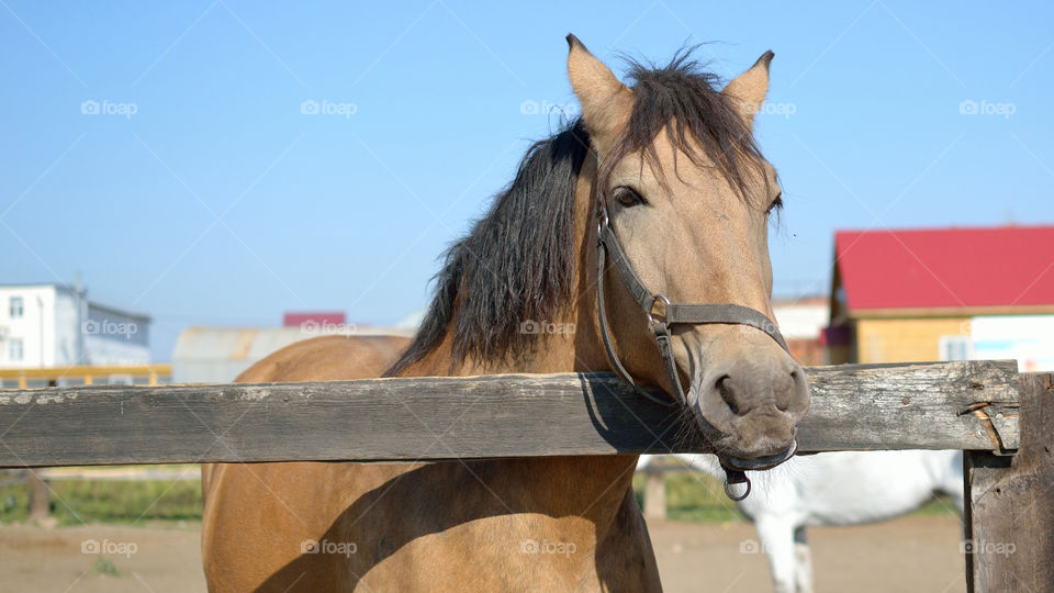 Horse in ranch