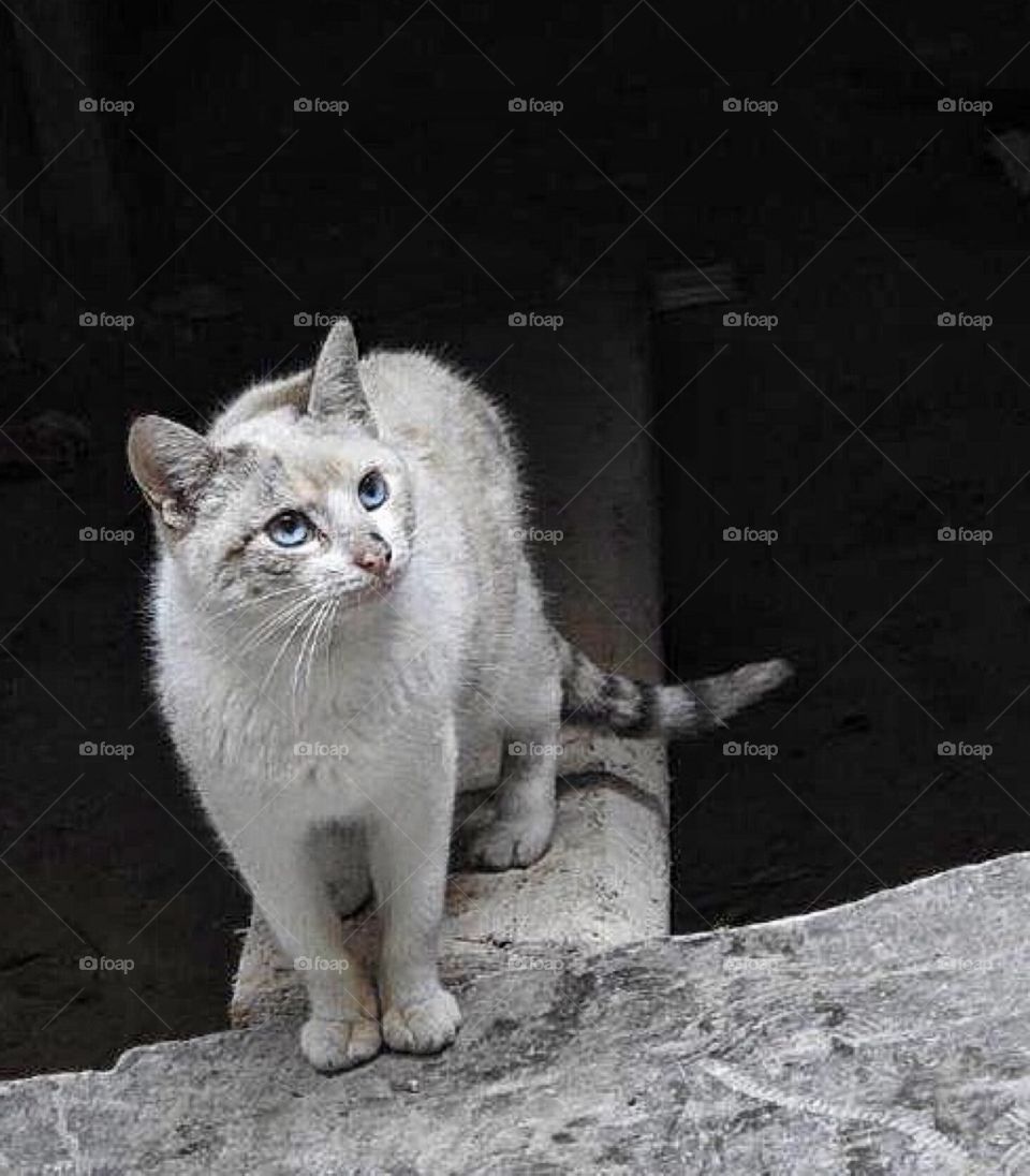 Kitten with blue eyes