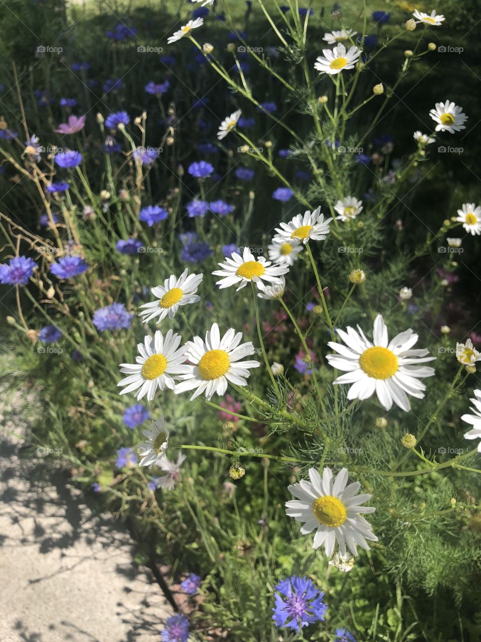 Blue chichory flowers and white chamomile wild flowers on the sidewalk during a summer walk outdoors 