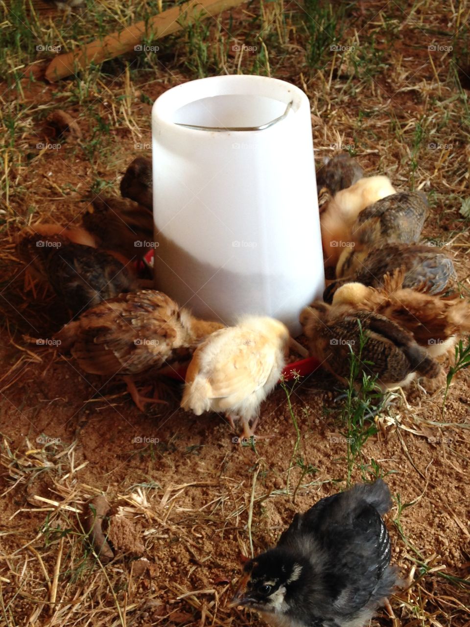 Feeding frenzy. Chicks eating