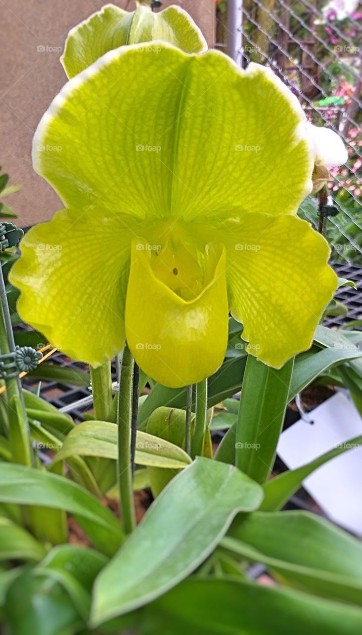paphiopedilum. slipper orchid. lady' slipper.