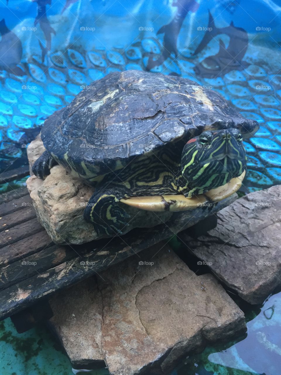 climbing turtle