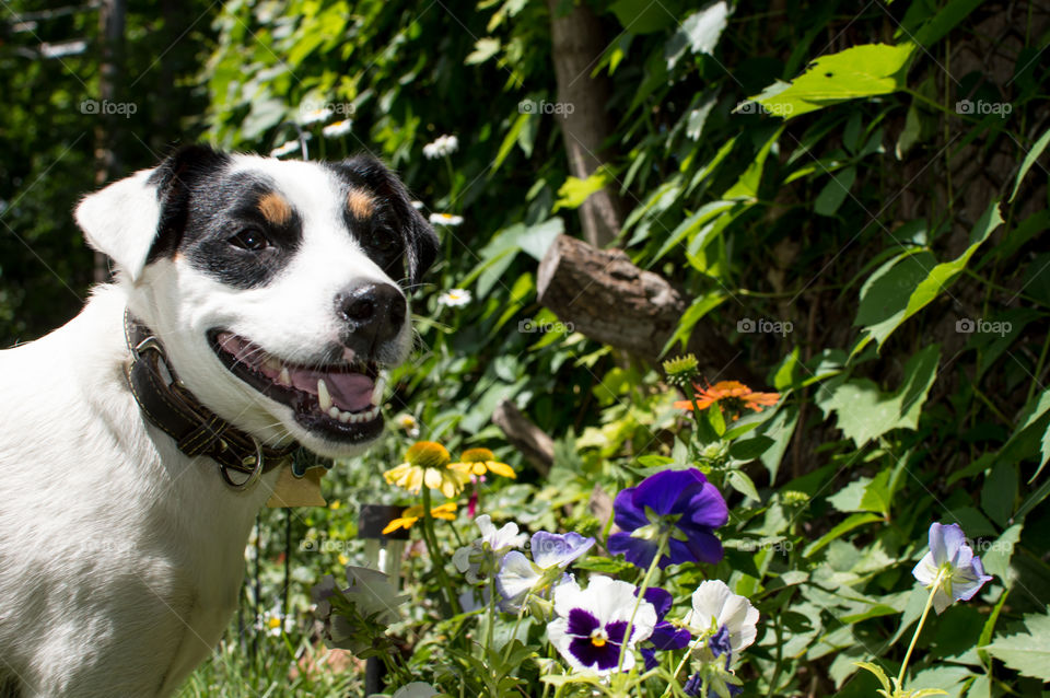 Smiling happy Jack Russell Terrier Dog in back yard garden with colorful flowers on a sunny day closeup healthy pet and hot weather summertime safety photography
