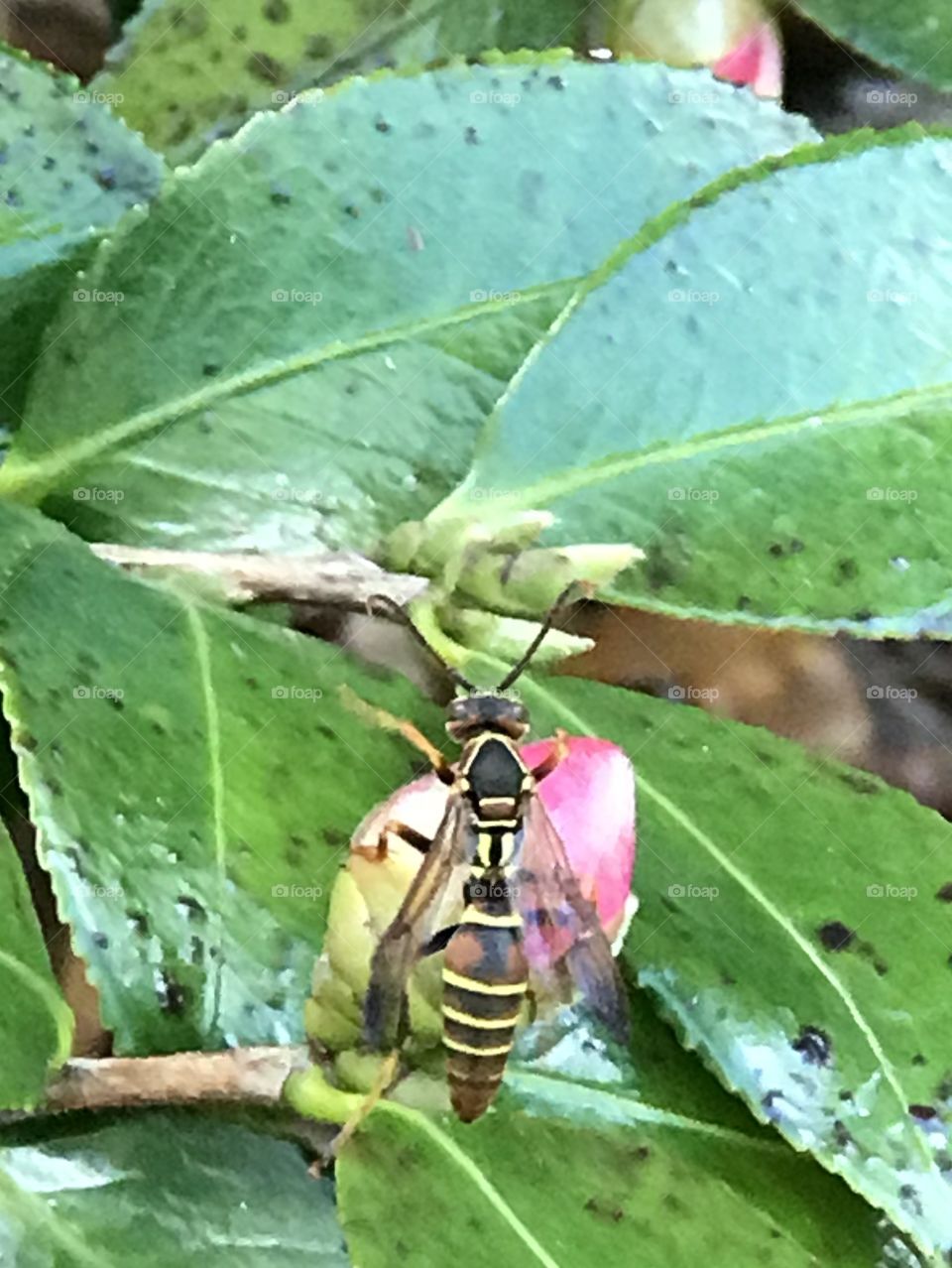 Wasp on flower bud
