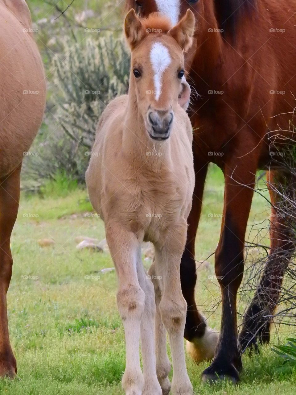 Wild little colt