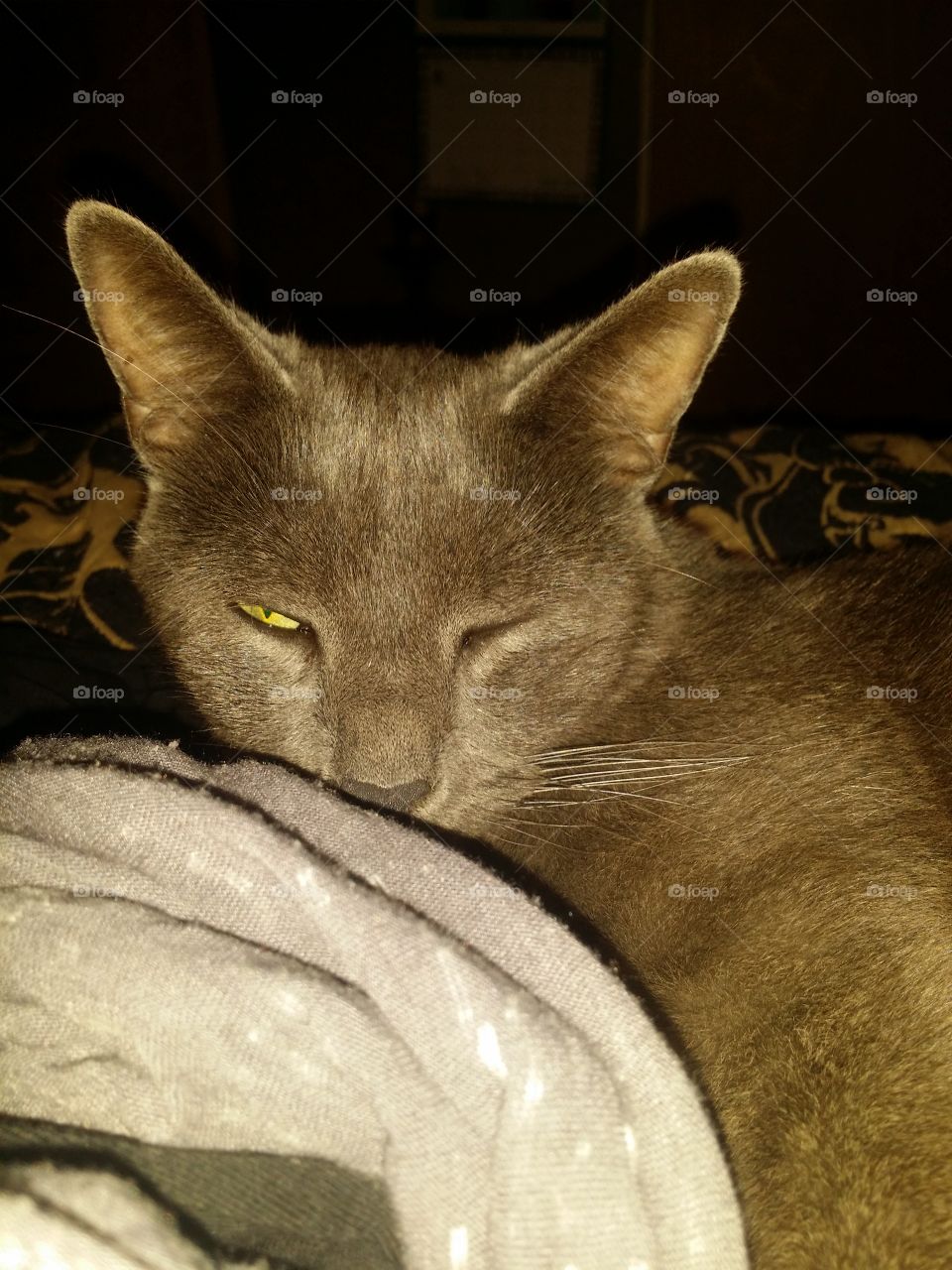 Russian Blue Winking