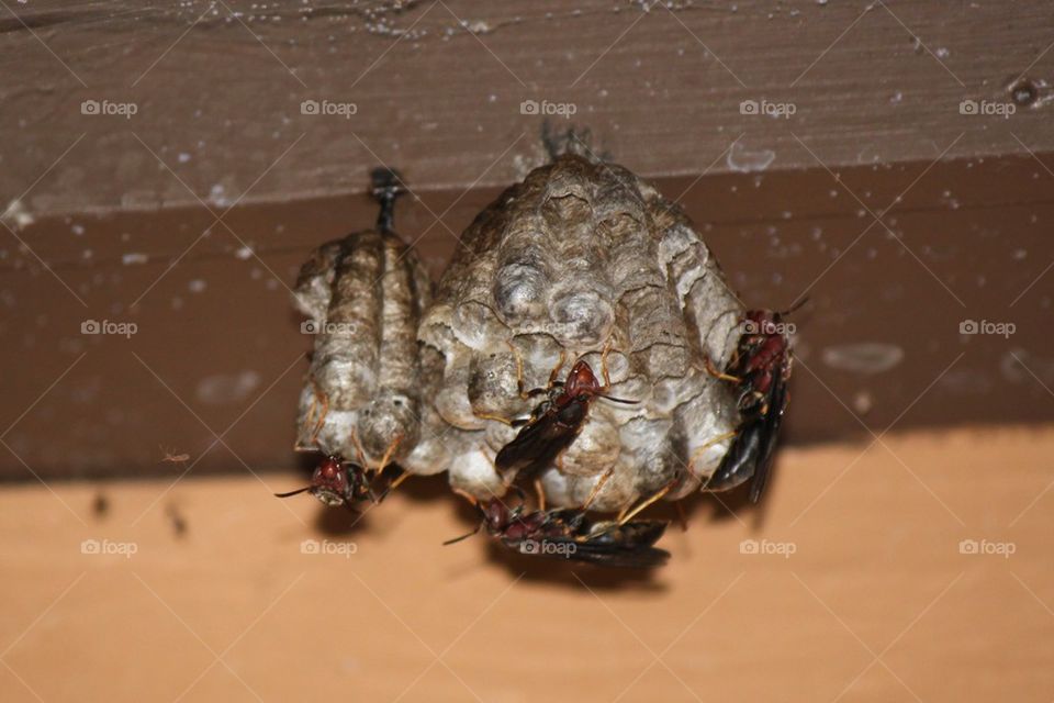 Wasp nest