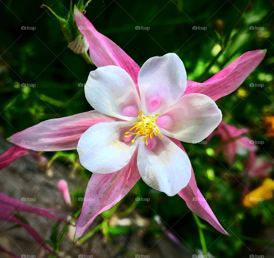 Pink and white flower—taken in Grand Rapids, Michigan 