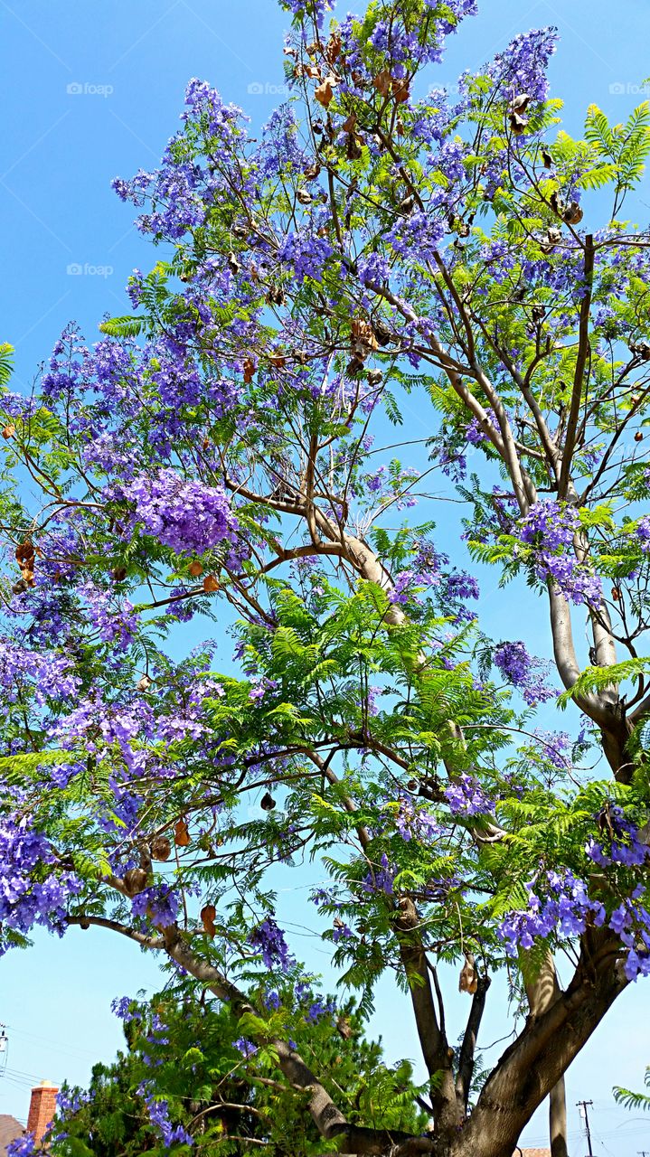 Jacaranda. Jacaranda tree just past full bloom and beginning to lose it's blossoms.