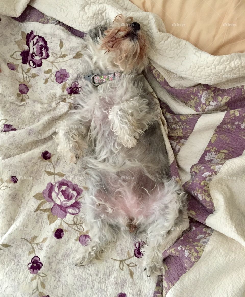 Mini Schnauzer sound asleep on back in bed.  