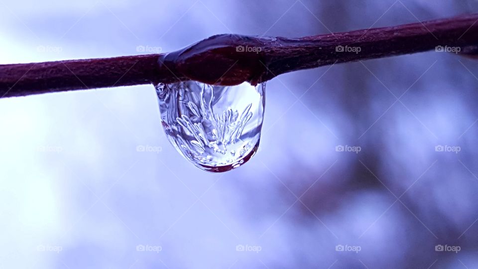 Frozen drop of water on a twig.
