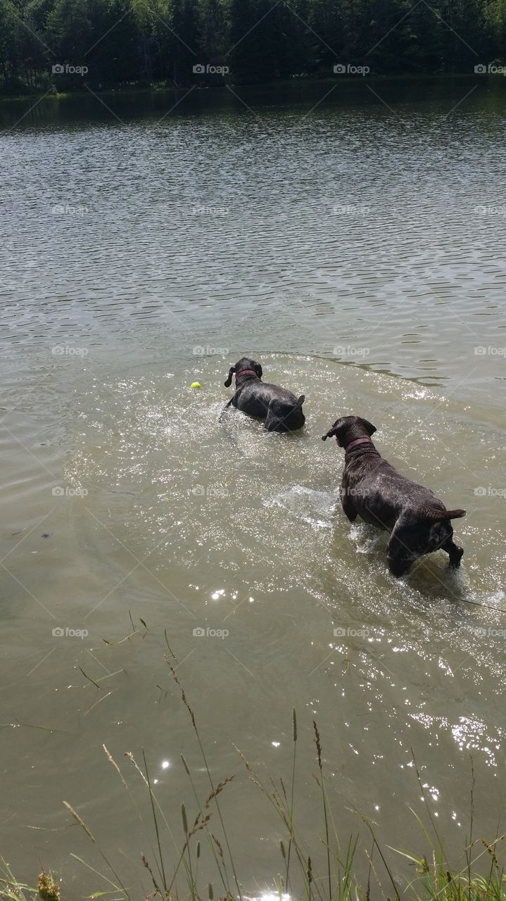 canine swim